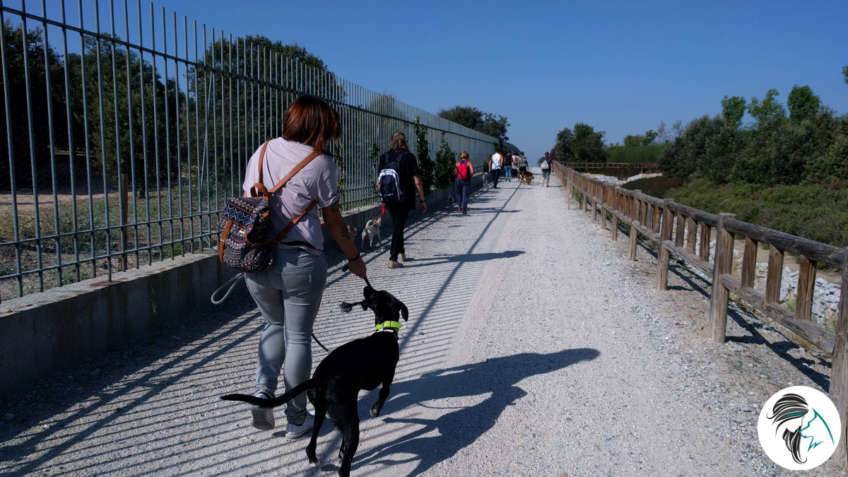 Salida de socialización canina - sept2017 - Boadilla del Monte, Madrid