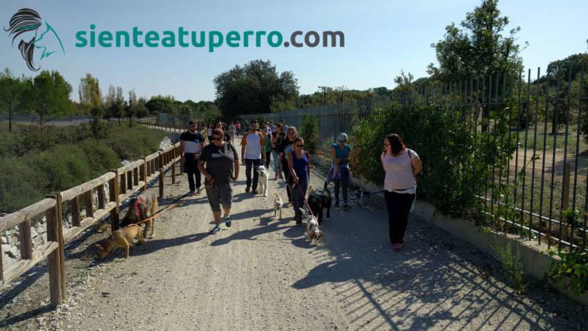 Salida de socialización canina - sept2017 - Boadilla del Monte, Madrid