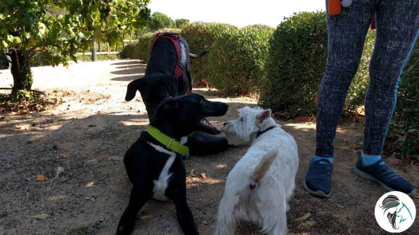 Salida de socialización canina - sept2017 - Boadilla del Monte, Madrid