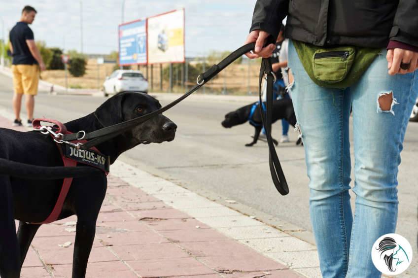 Taller paseo tranquilo - Siente a tu perro_1