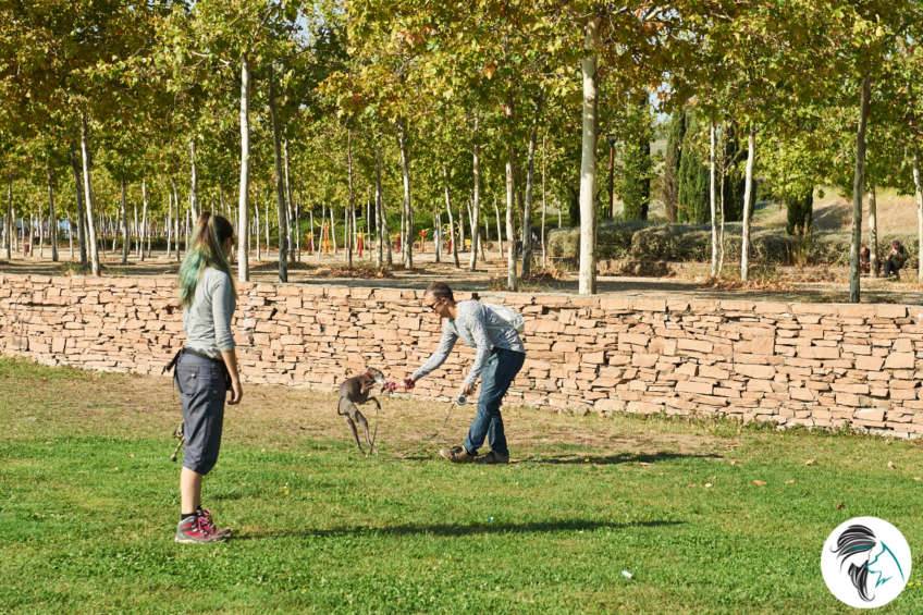 Taller de la llamada a perros