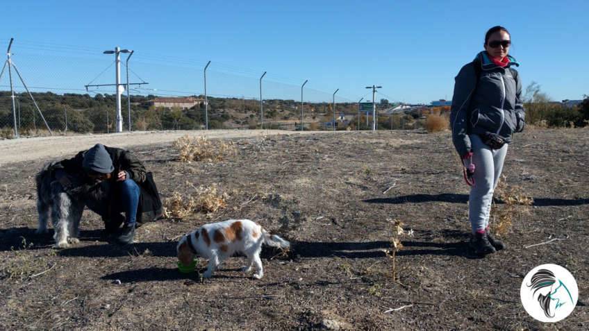 Salida de socializacion canina - nov17 - Siente a tu perro