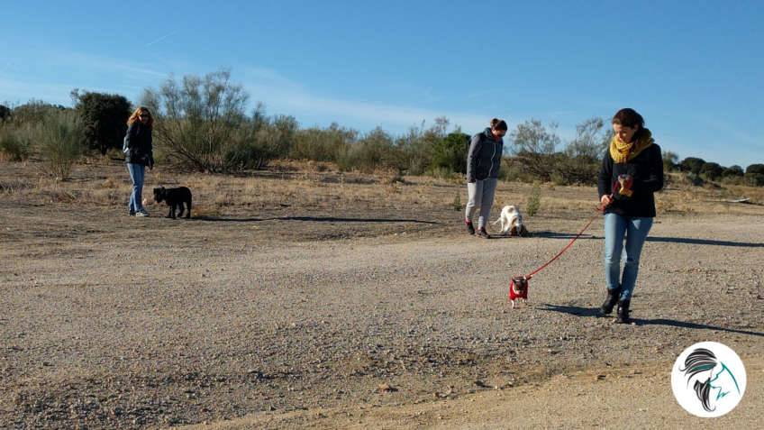 Salida de socializacion canina - nov17 - Siente a tu perro