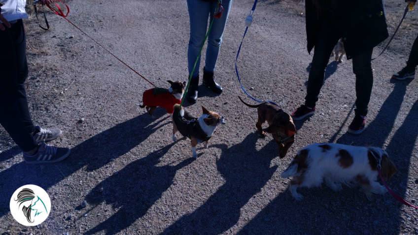 Salida de socializacion canina - nov17 - Siente a tu perro