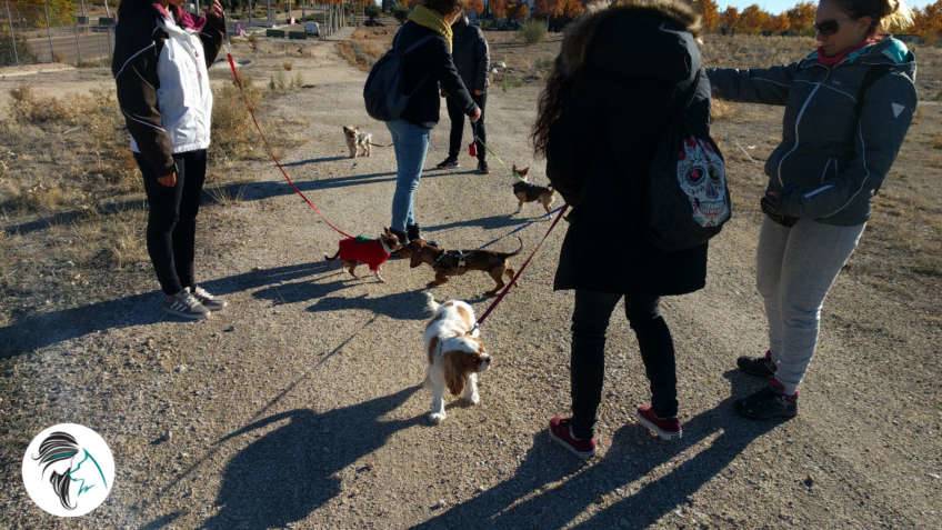 Salida de socializacion canina - nov17 - Siente a tu perro