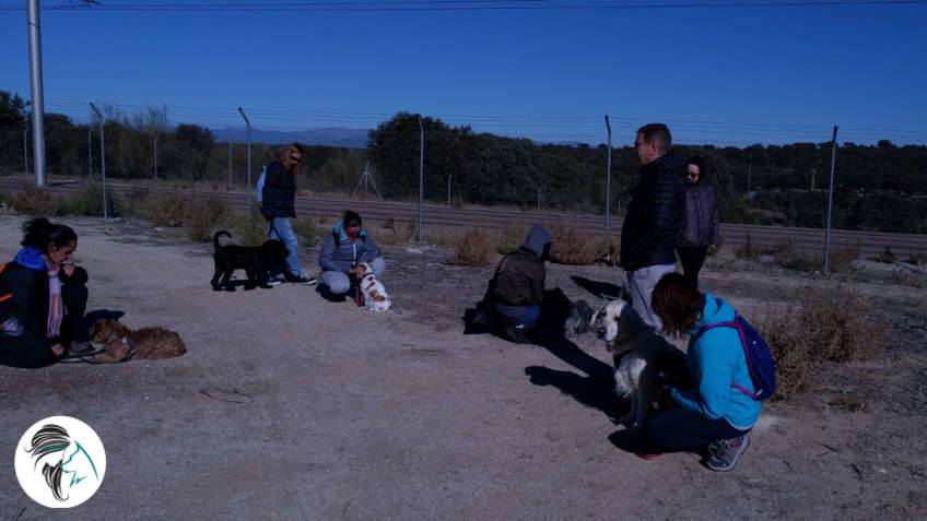 Salida de socializacion canina - nov17 - Siente a tu perro