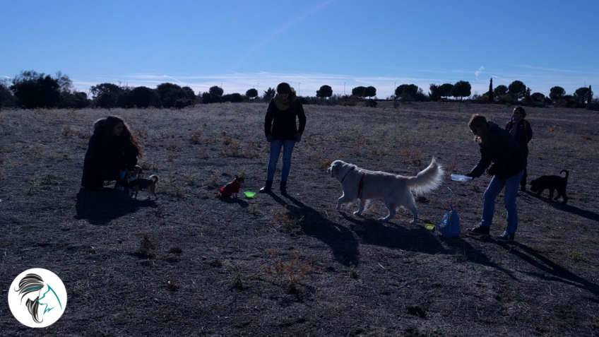 Salida de socializacion canina - nov17 - Siente a tu perro