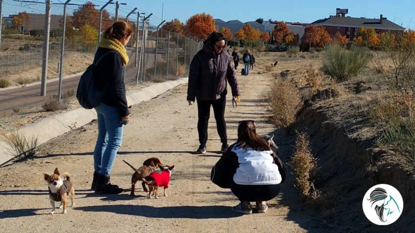 Salida de socializacion canina - nov17 - Siente a tu perro