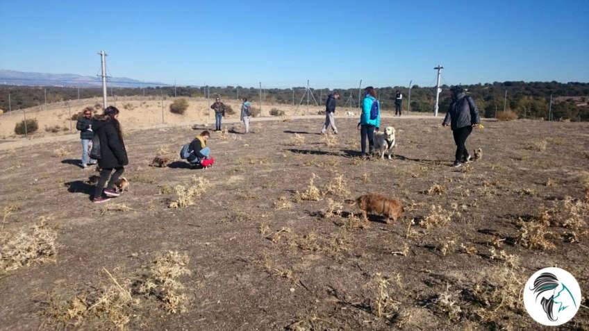 Salida de socializacion canina - nov17 - Siente a tu perro