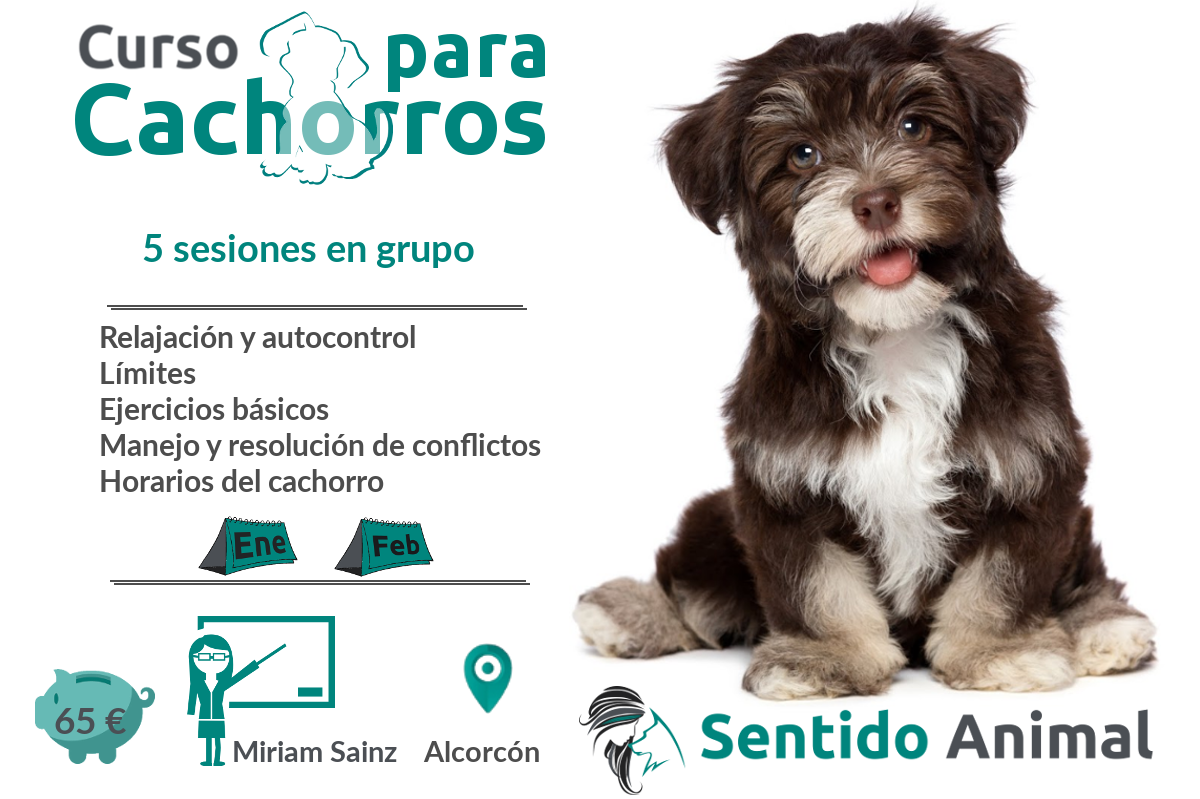 Curso para cachorros