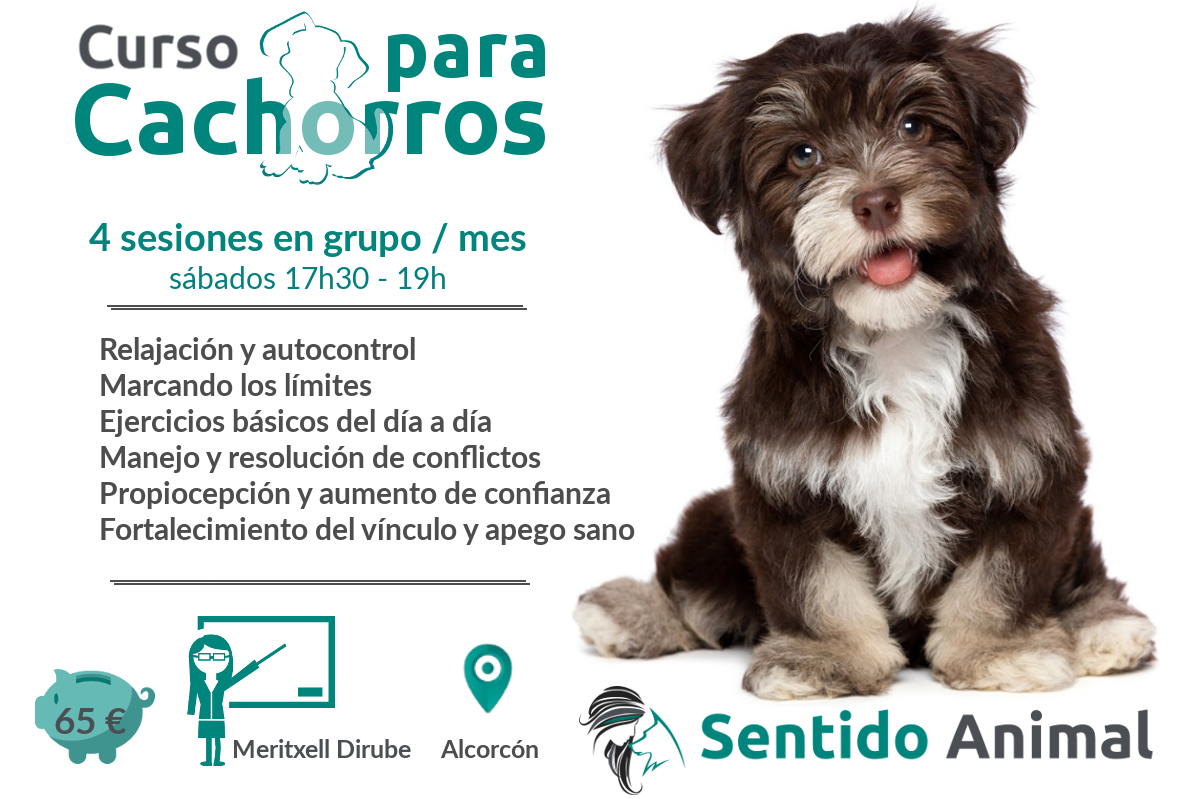 Clases grupales para cachorros – abril