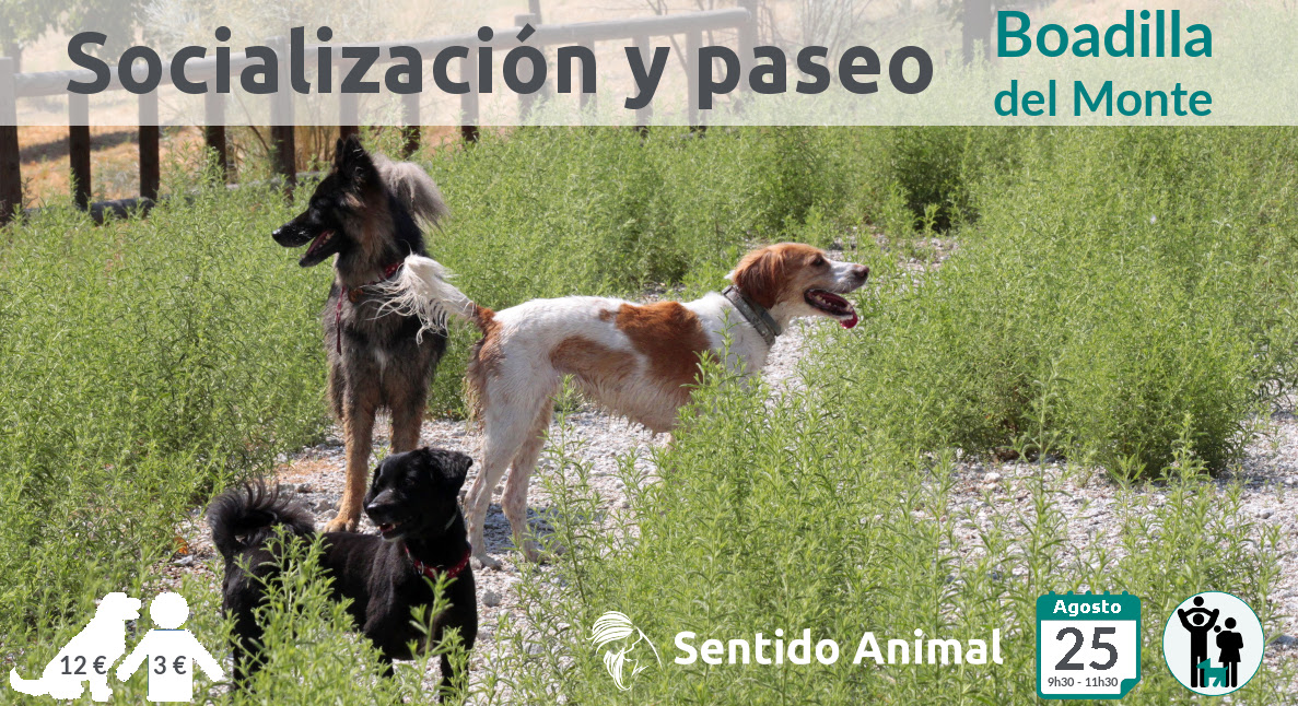 Socialización canina y paseo – agosto 2019