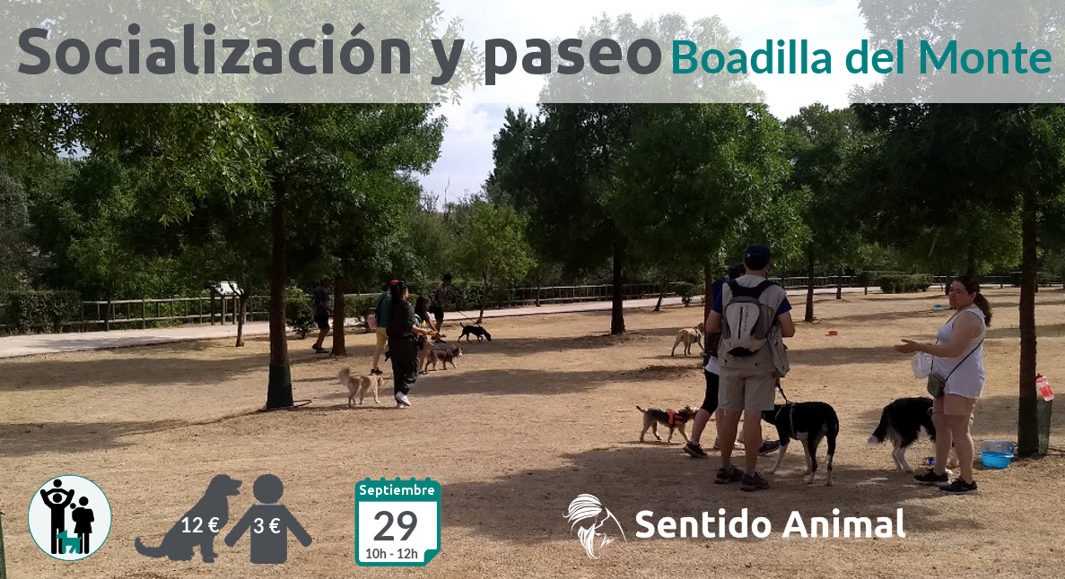 Socialización canina y paseo – septiembre 2019