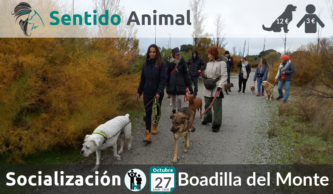 Socialización canina y paseo – octubre 2019