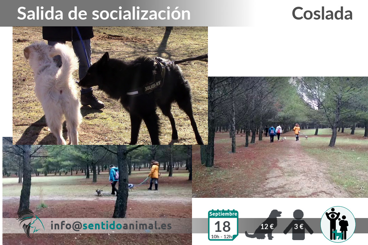 Socialización canina y paseo miércoles – septiembre 2019