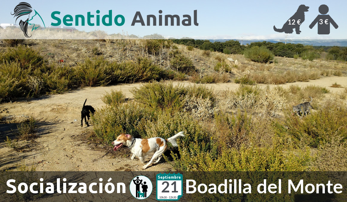 Socialización canina y paseo – septiembre 2019 (2)