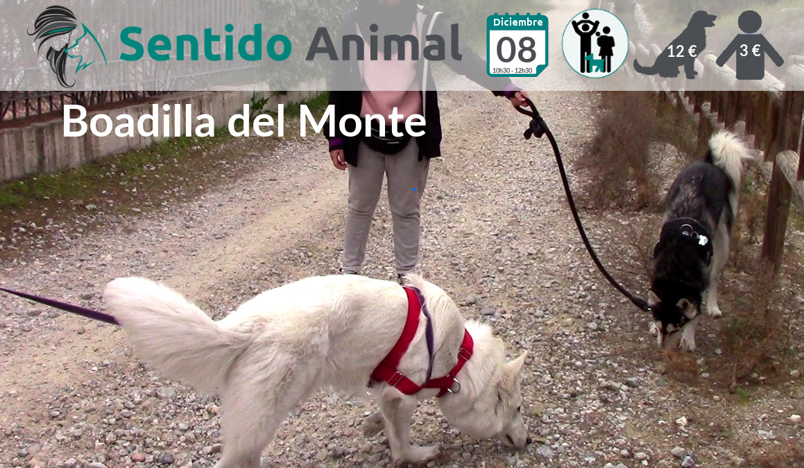 Socialización canina y paseo – diciembre 2019