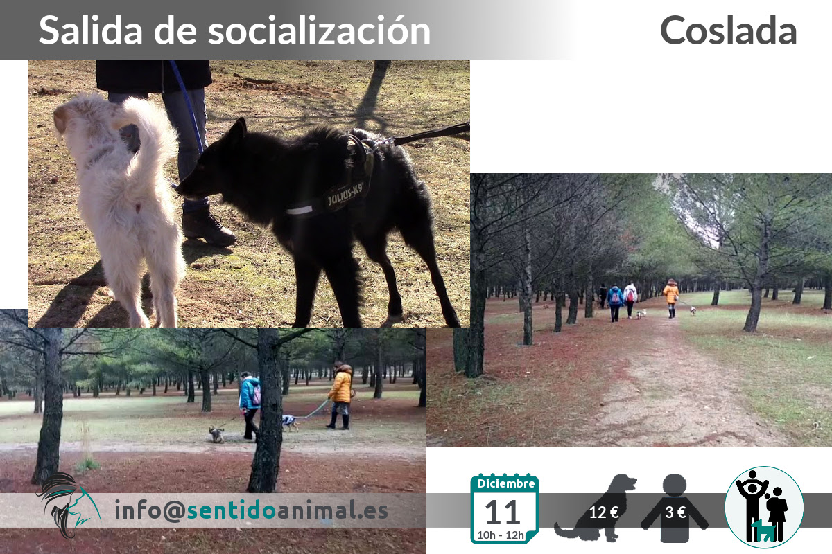 Socialización canina y paseo miércoles – diciembre 2019