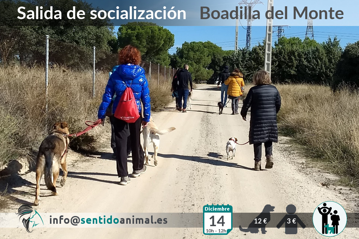 Socialización canina y paseo – diciembre 2019 (2)