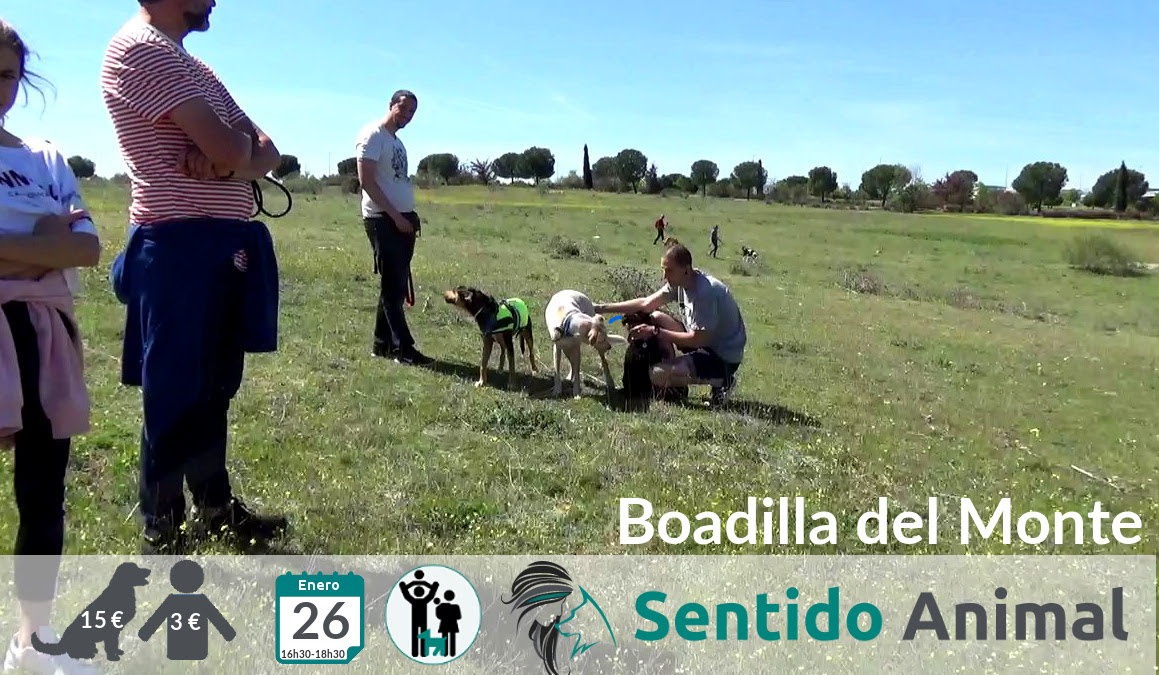 Socialización canina y paseo tarde – enero