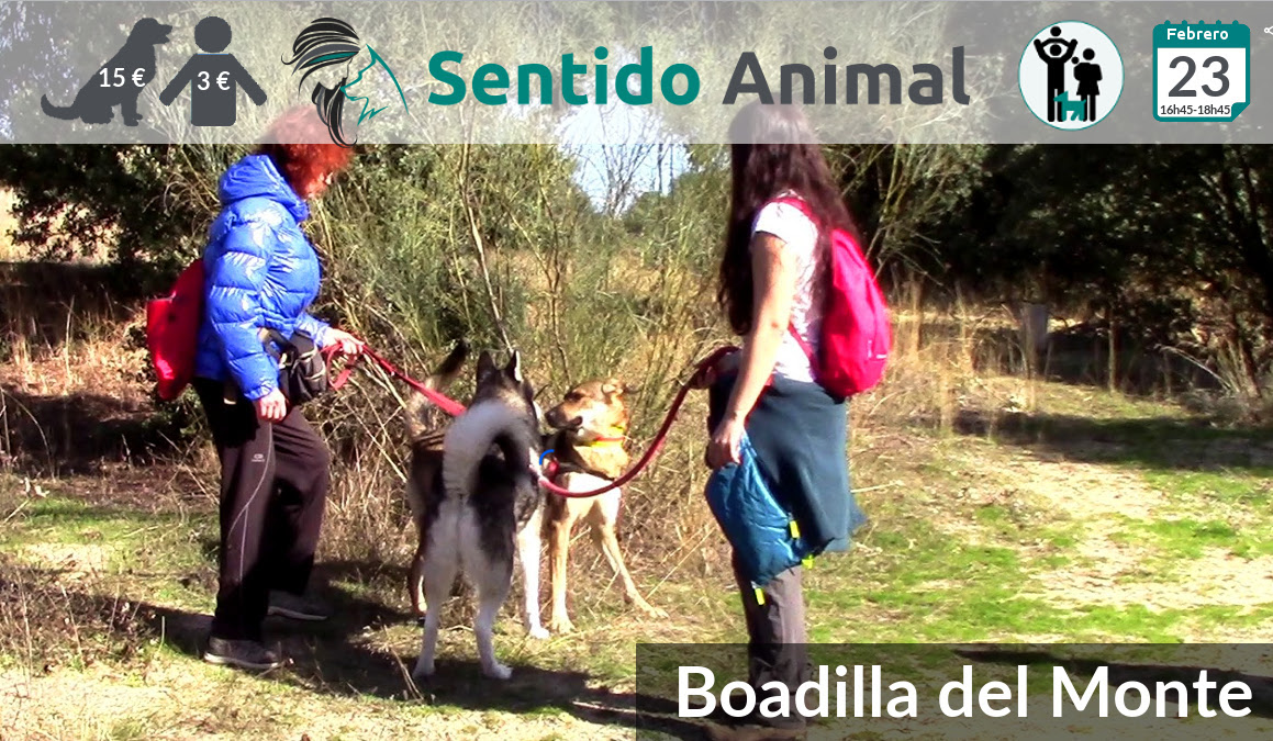 Socialización canina y paseo tarde – febrero 2020