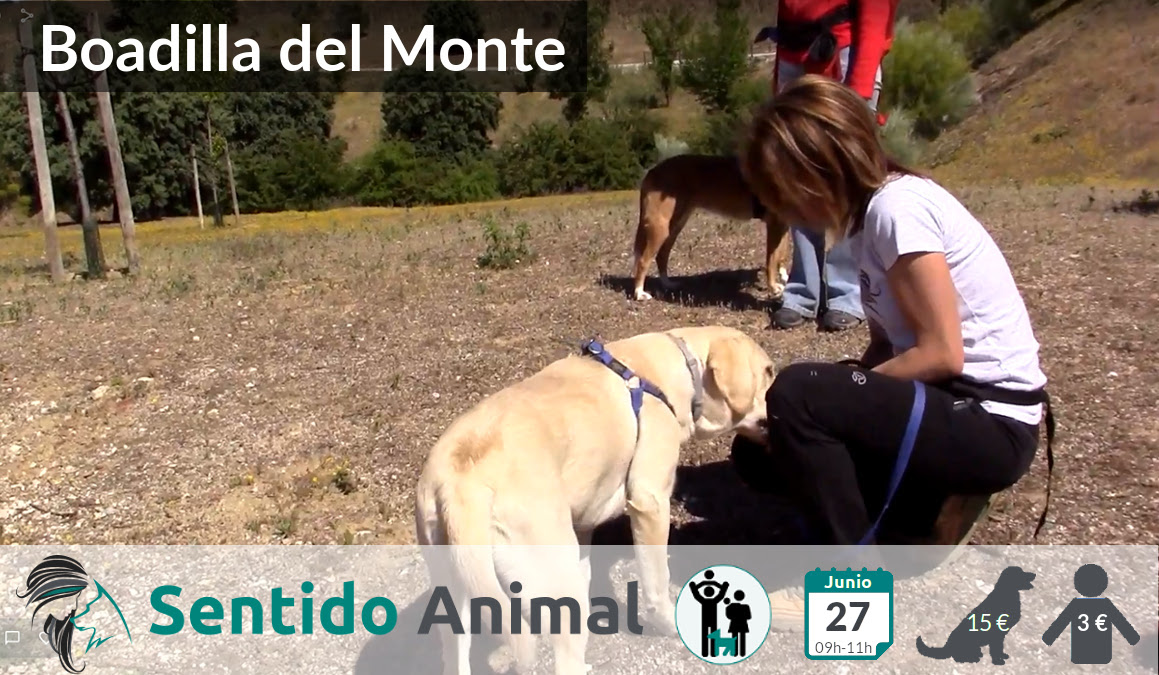 Socialización canina y paseo mañana – junio 2020