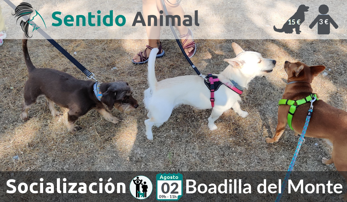 Socialización canina y paseo – 02 agosto 2020