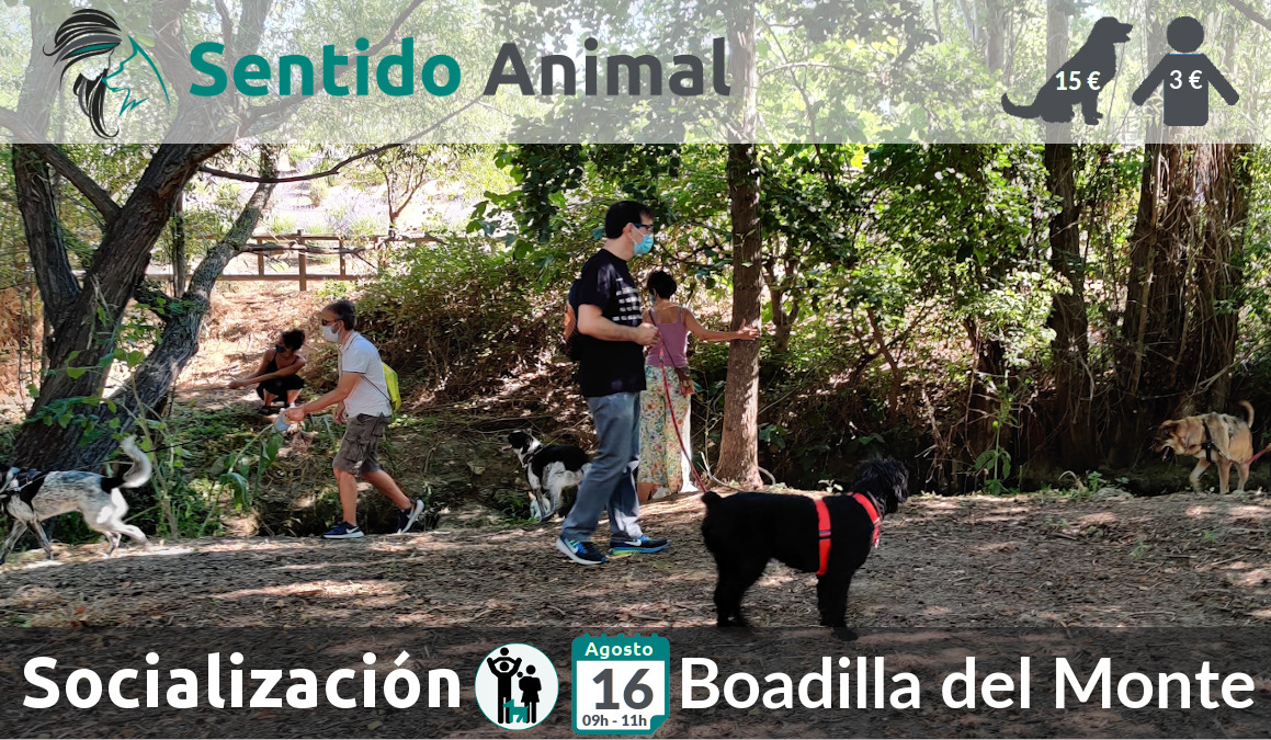 Socialización canina y paseo – 16 agosto 2020