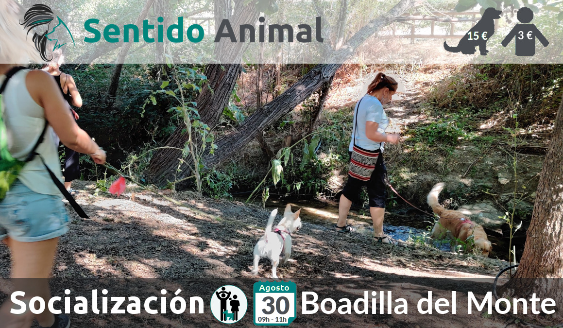 Socialización canina y paseo – 30 agosto 2020