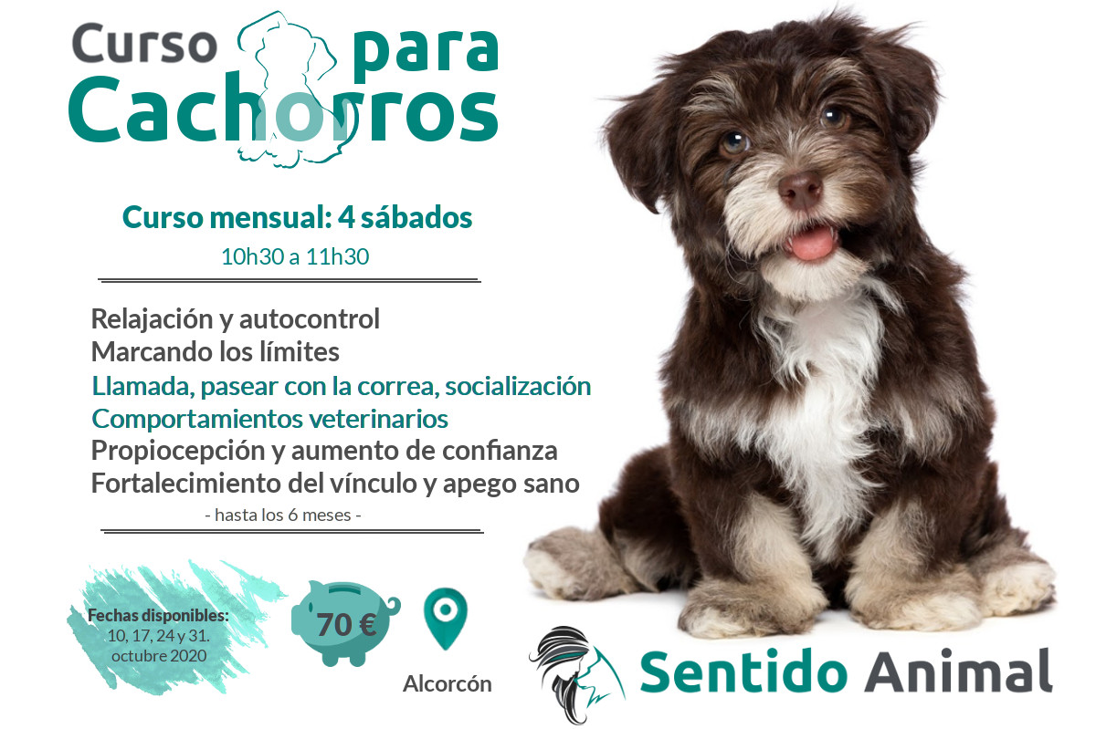 Clases grupales para cachorros – octubre 2020