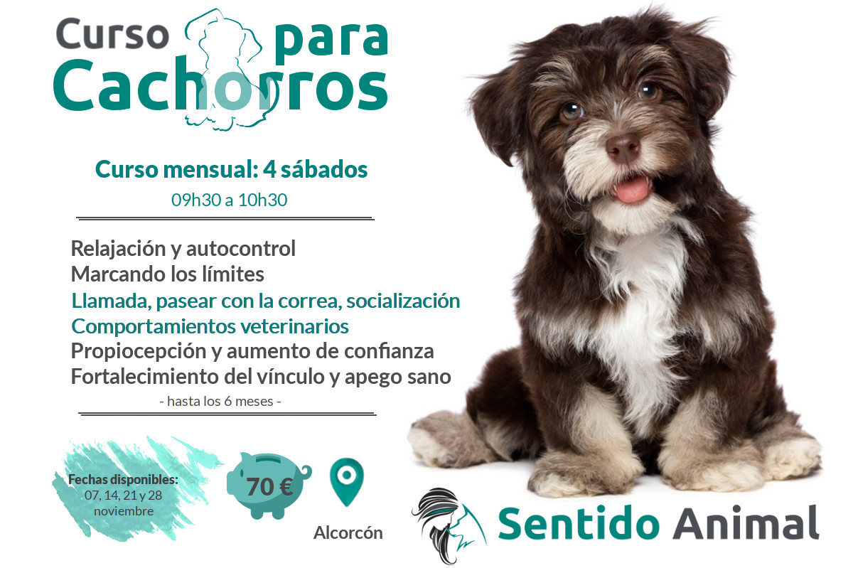 Clases grupales para cachorros – noviembre 2020