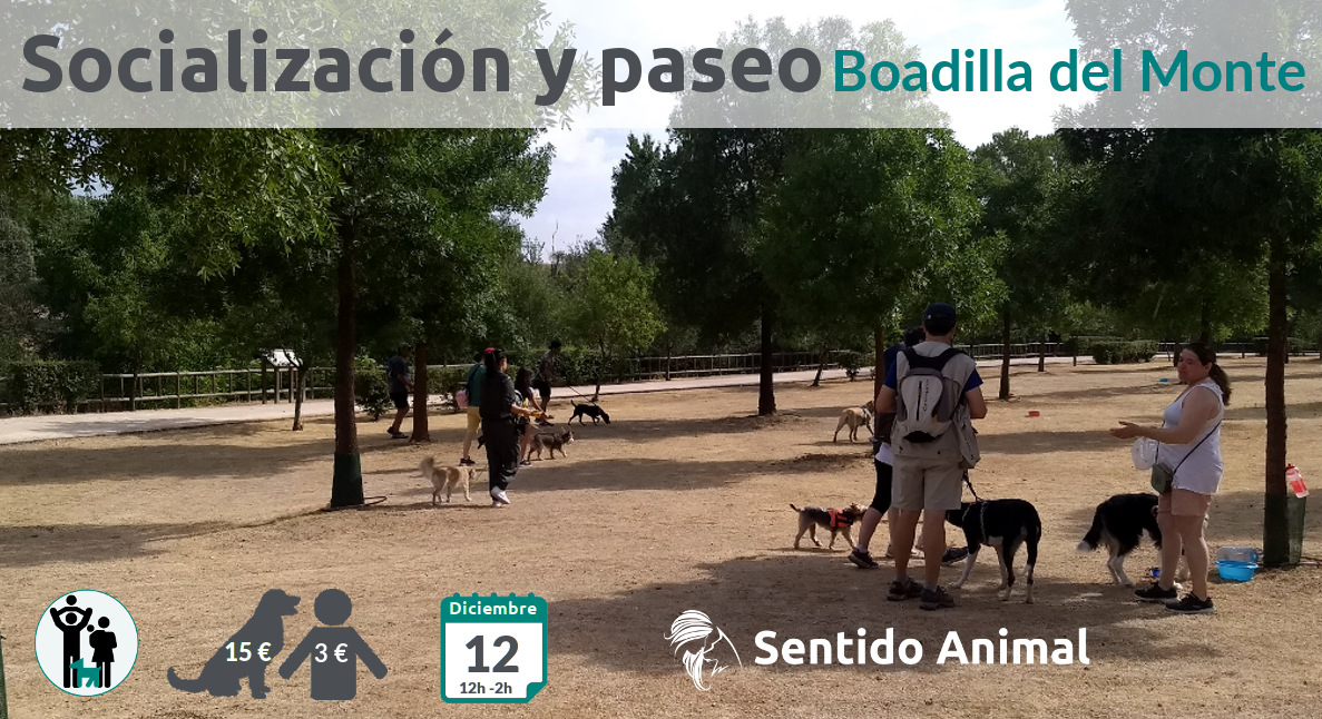 Socialización canina y paseo – sábado diciembre 2020