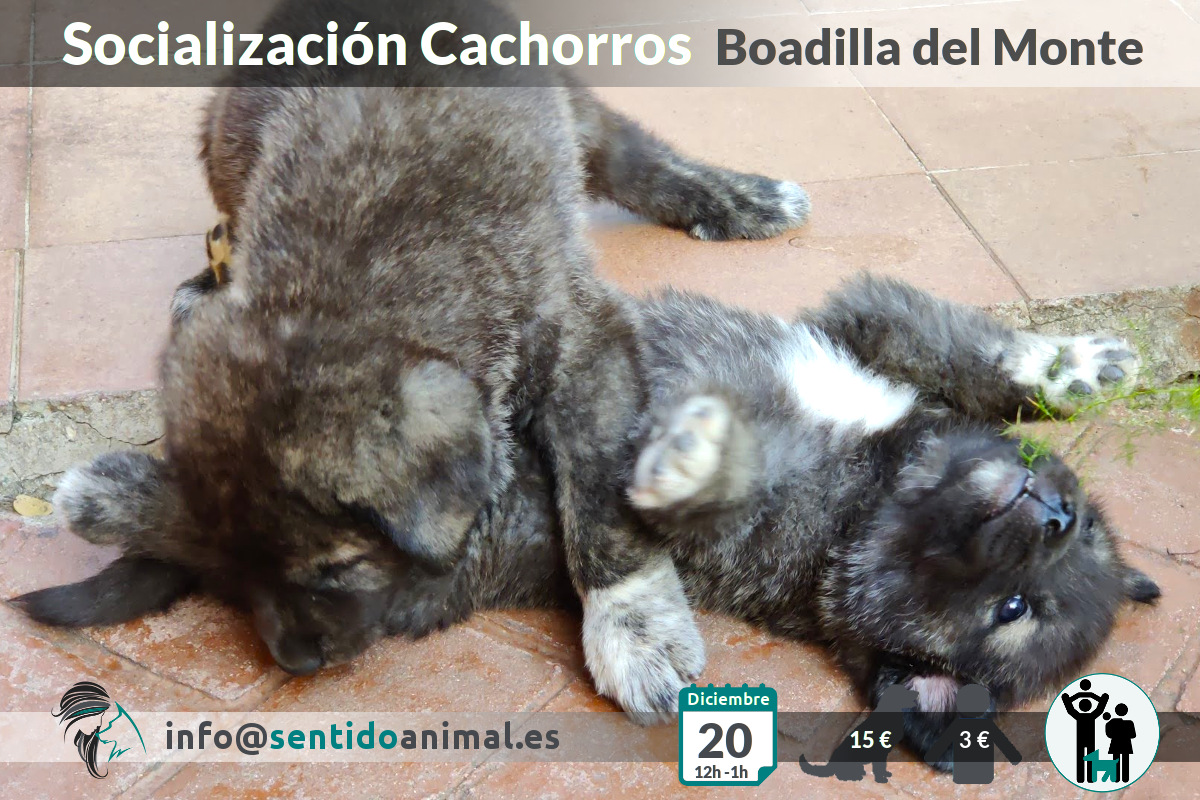 Socialización cachorros – dic20