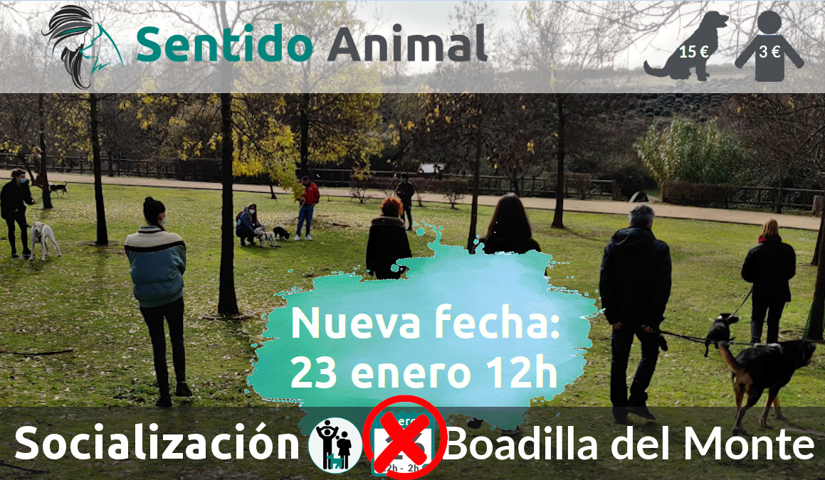 Socialización canina y paseo – sábado enero 2021