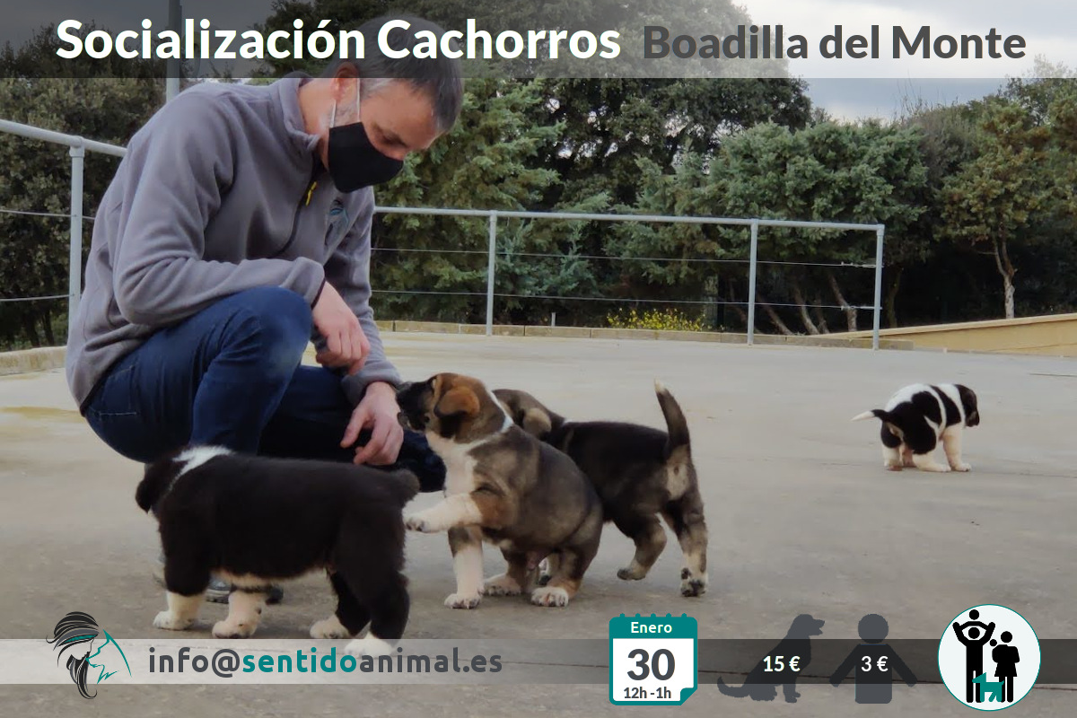 Socialización cachorros – ene21