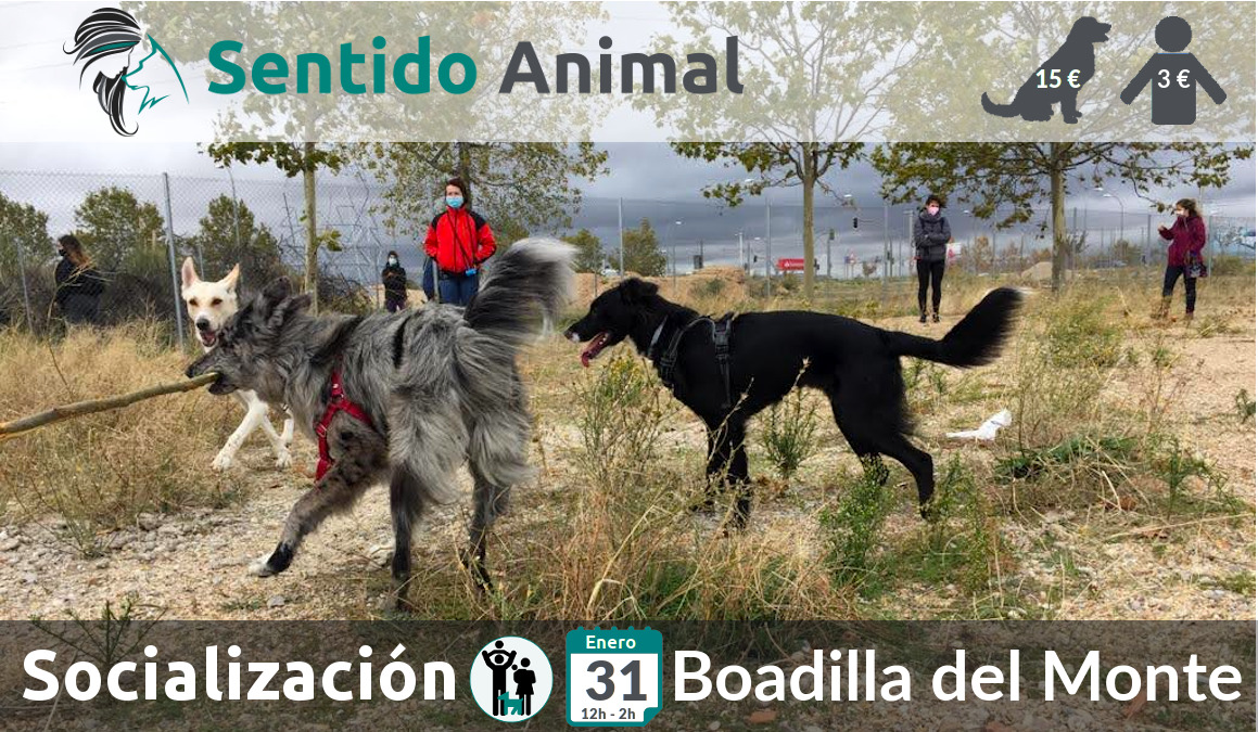 Socialización canina y paseo – domingo enero 2021