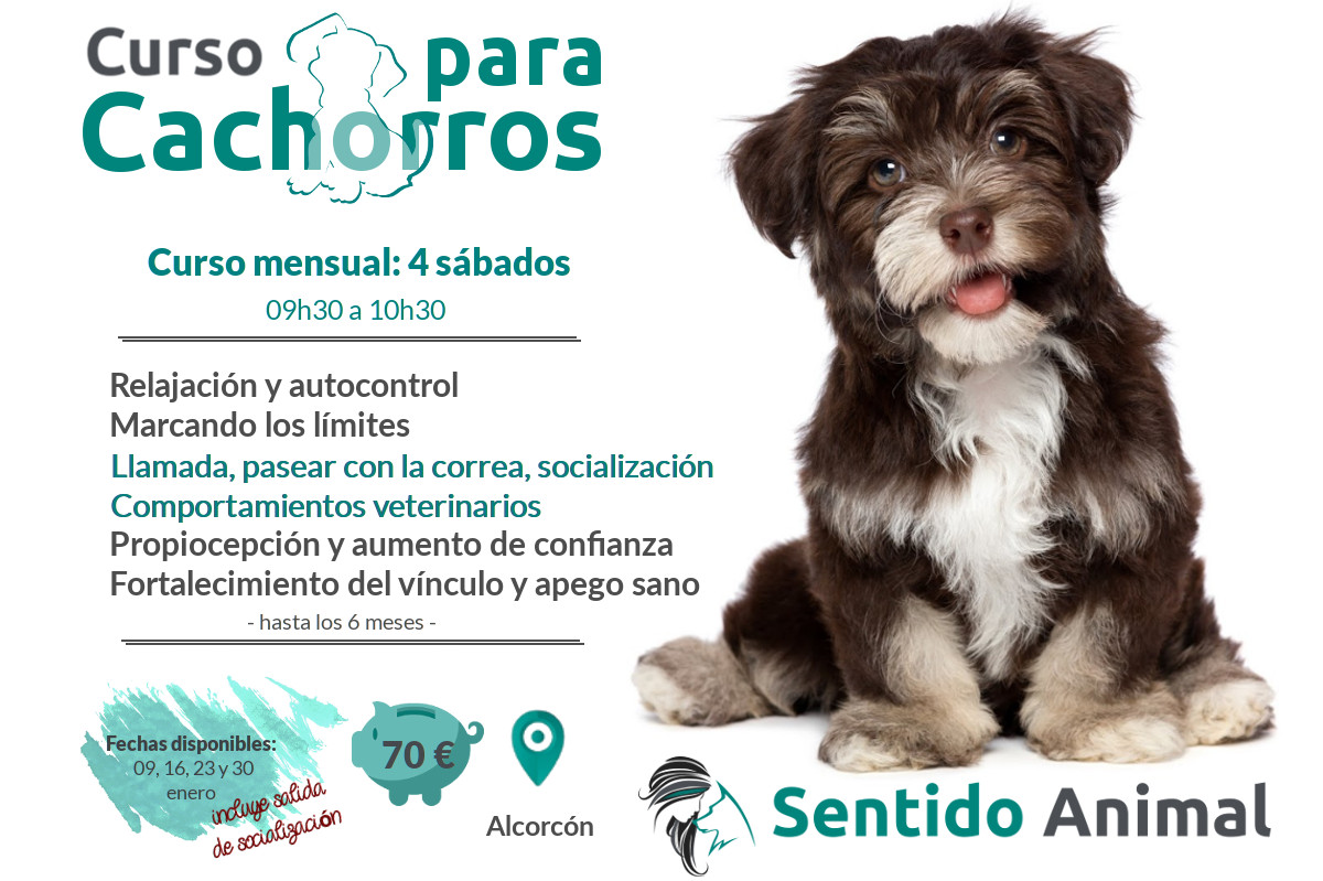 Clases grupales para cachorros – enero 2021