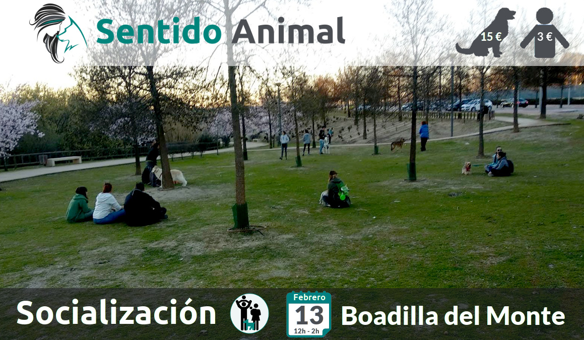 Socialización canina y paseo – sábado febrero 2021