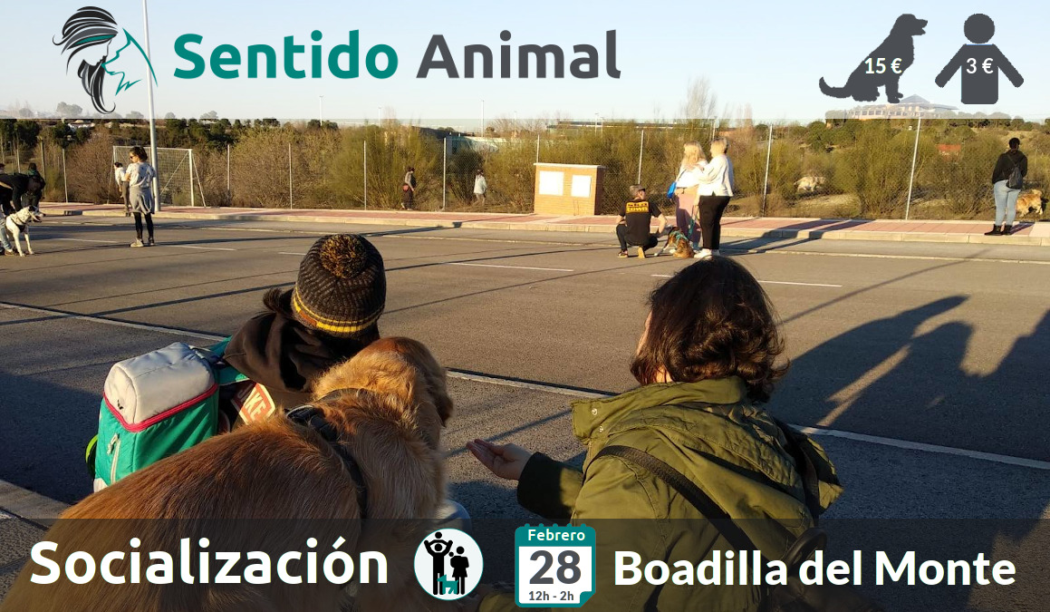 Socialización canina y paseo – domingo febrero 2021