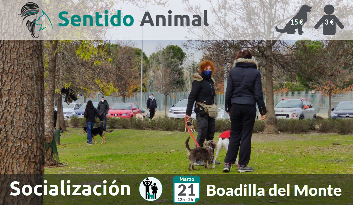 Socialización canina y paseo – domingo marzo 2021