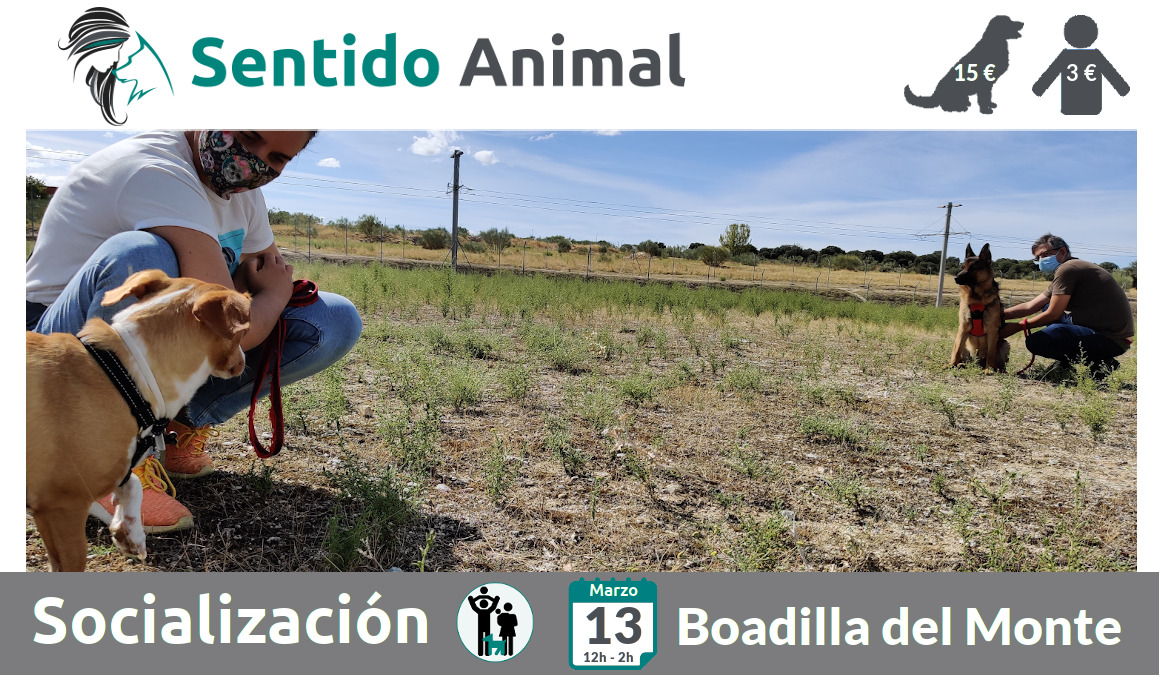 Socialización canina y paseo – sábado marzo 2021