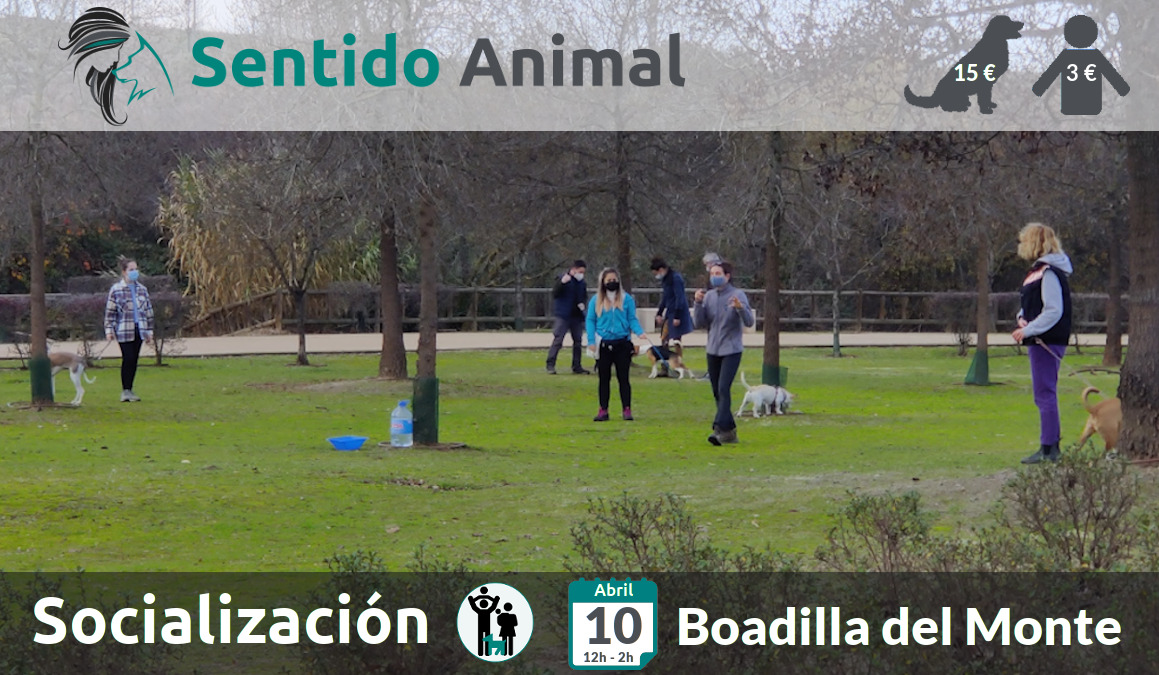 Socialización canina y paseo – sábado abril 2021