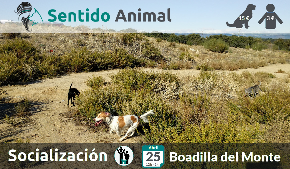 Socialización canina y paseo – domingo abril 2021