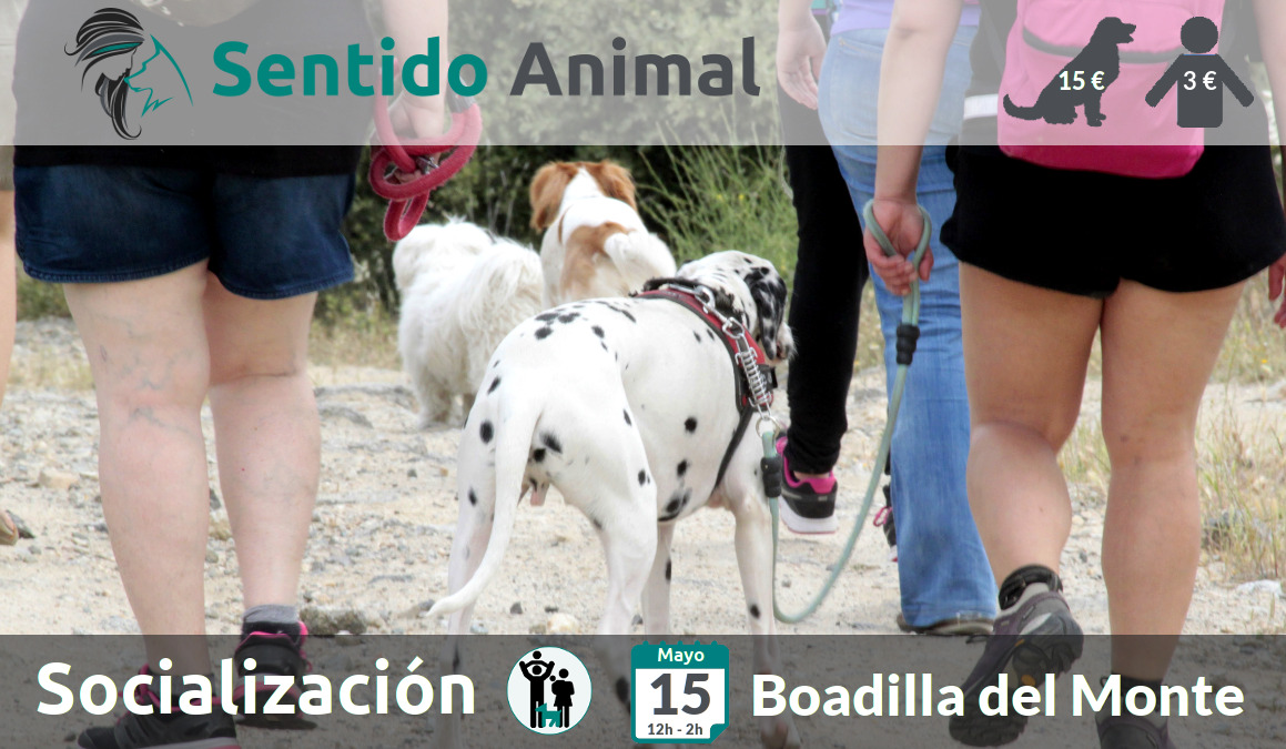 Socialización canina y paseo – sábado mayo 2021