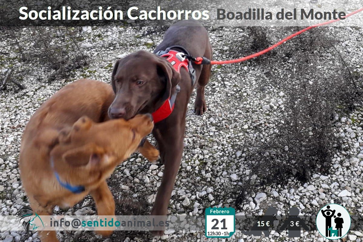 Socialización cachorros – feb21