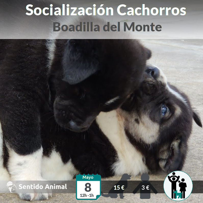 Socialización cachorros – may21