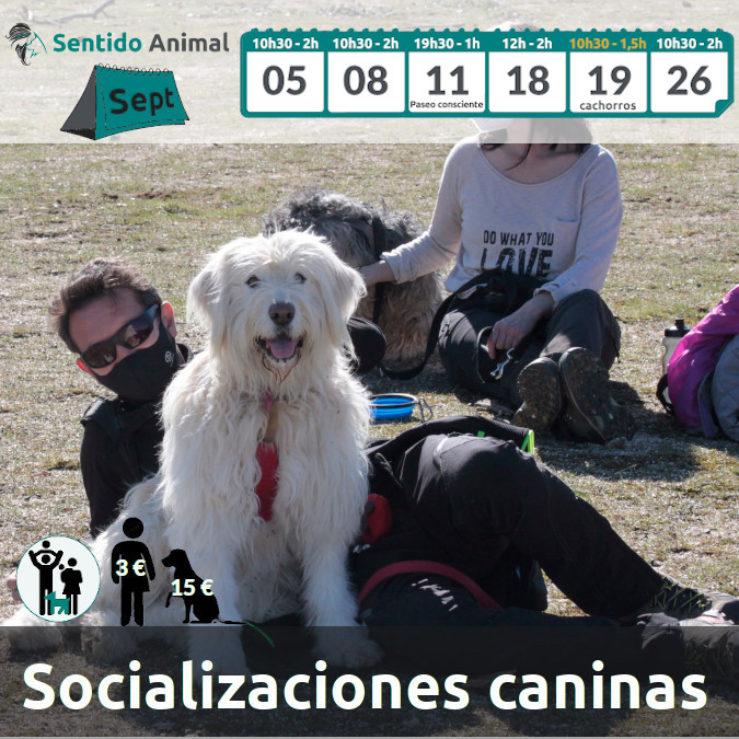 Socialización canina y paseo – septiembre 2021