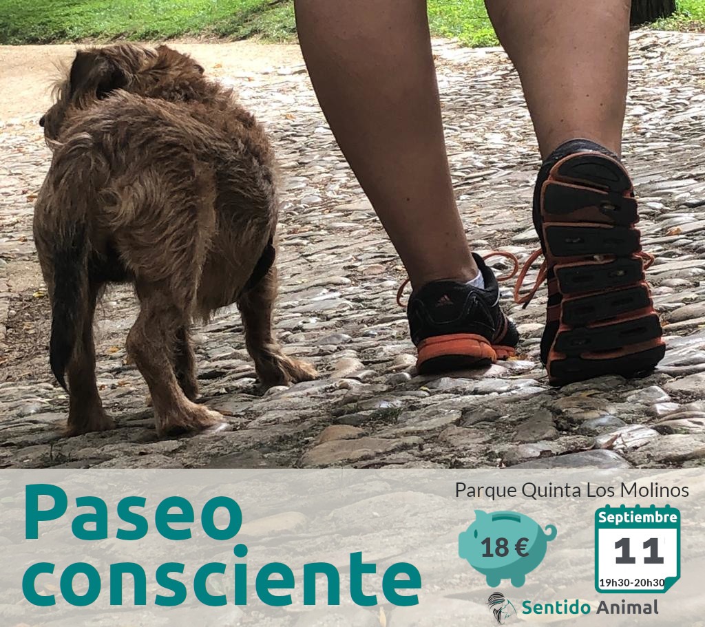 Socialización canina y paseo consciente – septiembre 2021